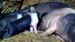 Pig Piglets Hampshire Hog feeding time Funny! Cute! Love!