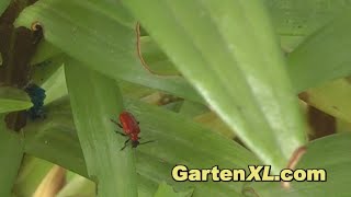 How to Prevent and Treat Red Lily Beetles / Scarlet Lily Beetles / Lily Leaf Beetles