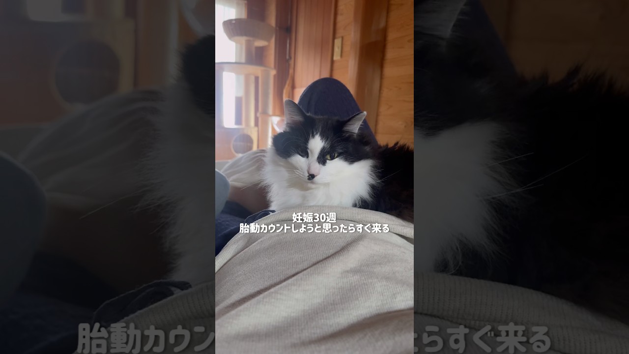 妊娠30週、胎動カウントをしようと思ったのに… #猫のいる暮らし #妊婦生活 #保護猫