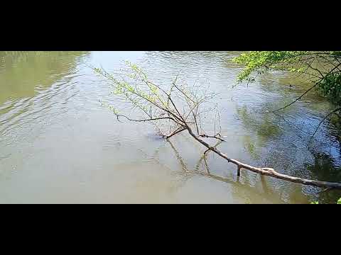 Chácara de 4 alque VALOR 1.500.000 em Cezarina GO com Rio dos Bois de fundos 62 9 8141-4270 