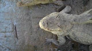 preview picture of video 'Crocodiles in Ghana'