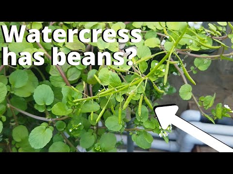 Watercress seed pods (aquaponic watercress)