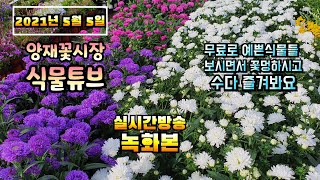 2021년 5월 5일 어린이날 예쁜식물 보면서 수다즐겨봐요. 꽃멍 하실분들 오세요 #식물튜브 #양재꽃시장 #…