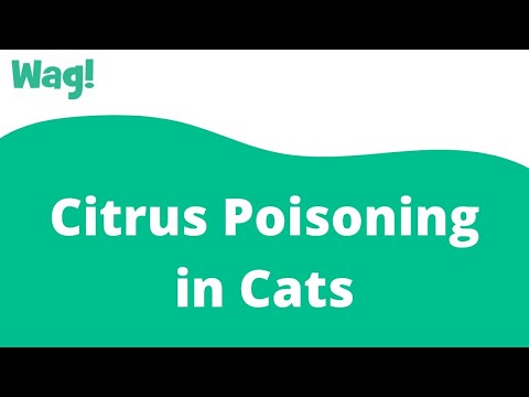 Citrus Poisoning in Cats | Wag!