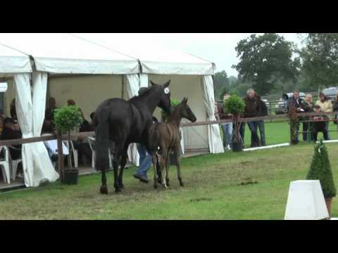 Sudweyher Fohlenschau 2011 - Kat.-Nr. 04: Stutfohlen v. Dagostini  - Rohdiamant  - Lanthan
