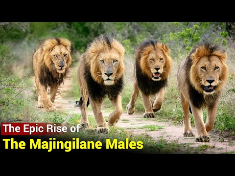 The Mighty Majingilane Male Lions of Sabi Sands | Brothers in Arms