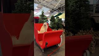 Happy holidays🎄 #christmas #xmas #samoyed #サモエド #shorts