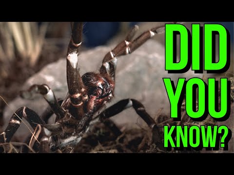 5 Mind-Boggling Tarantula Facts You Need to Know!