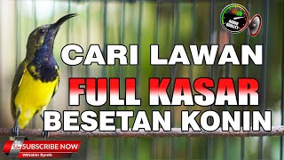 Download lagu PANCINGAN SOGON BIKIN EMOSI LAWAN FULL ISIAN KASAR JEDA NGECRET ALAMI MEMANCING EMOSI SOGON BAHAN mp3