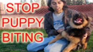 How To Train Puppy To Stop Biting!