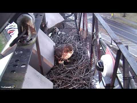 Nest Building Time Lapse On Cornell Hawks Cam – Feb. 8, 2019