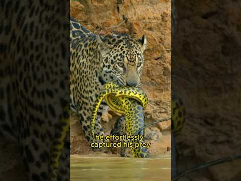 🐆Jaguar’s Deadly Game: Conquering Python and Crocodile in Duel‼️🐊🐍