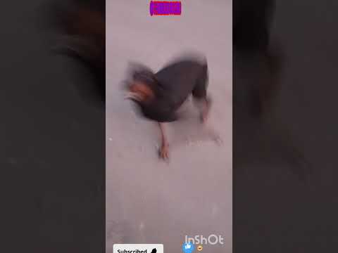 Tengo que pagar peaje #casagrande  #cordoba #perros #humor