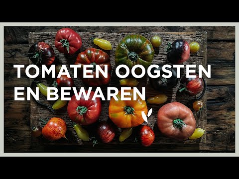 , title : 'Tomaten oogsten en bewaren | Tomaten NIET in de koelkast bewaren!'