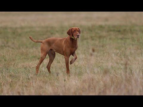 CACIT Nemzetközi Vizsla Főverseny - 2025. október 17-19 - Vásárosnamény