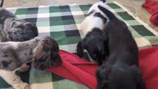 Video preview image #1 Dachshund Puppy For Sale in LEOLA, PA, USA