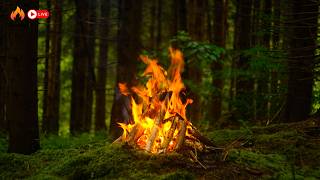 Immersive Pure Forest Campfire ASMR | The Most Realistic Raw Flame Experience
