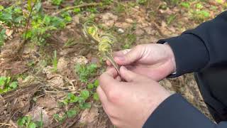 身バレしたのでその友達と山菜採り