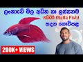 අපනයනය සදහා හොදම ෆයිටර්ලා හදන කඳානේ තරුණයා everything about betta in sinhala wakkra life