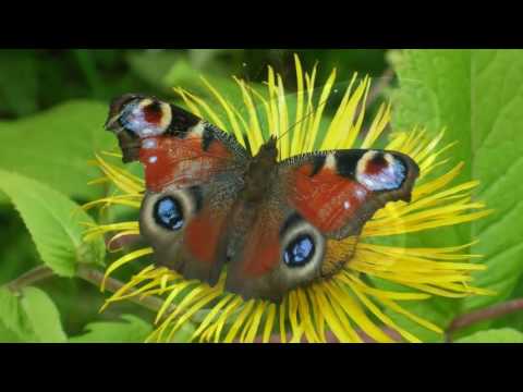 La danza delle farfalle