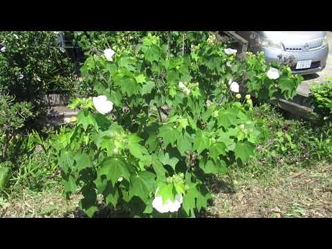 アオイ科の植物