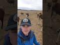 Donkey Time Donkey Fyp