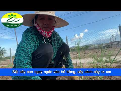 KỸ THUẬT TRỒNG MĂNG TÂY CÔNG TY TNHH LINH ĐAN NINH THUẬN