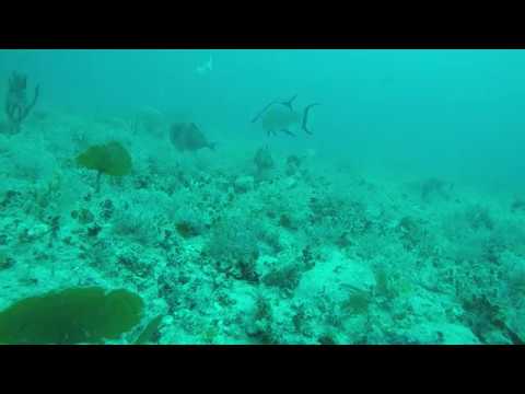 Grouper takes the bait as hogfish, snapper, grunt, and triggerfish swim around (underwater footage)
