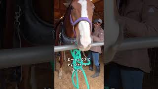 【セカンドキャリウマ】　農耕馬編オフショット　～大人しくしてると思ったら...？～