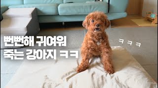 뻔뻔해서 귀여워 죽는 강아지 ㅋㅋㅋㅋ