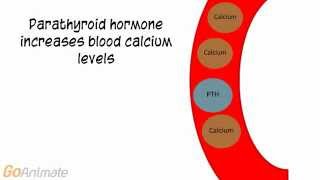 Anatomy and Physiology: Endocrine System: Calcitonin and PTH (v2.0)