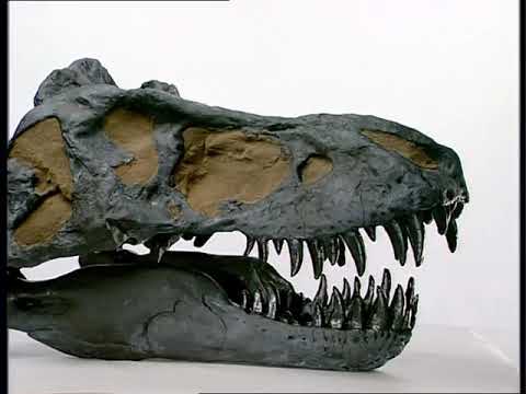 Eyewitness - Dinosaurs