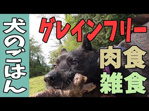 犬は肉食ですか、それとも雑食ですか?