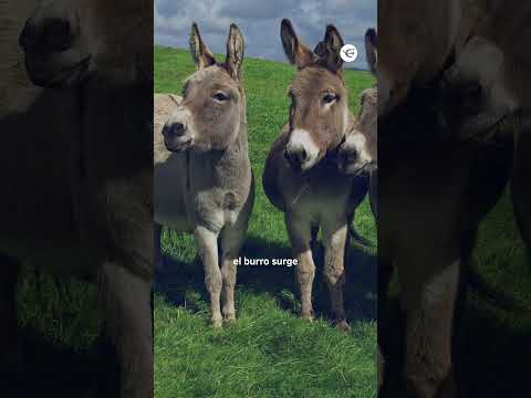 Venden carne de burro en Chubut a $7.500 el kilo y generan debate en toda Argentina #shorts
