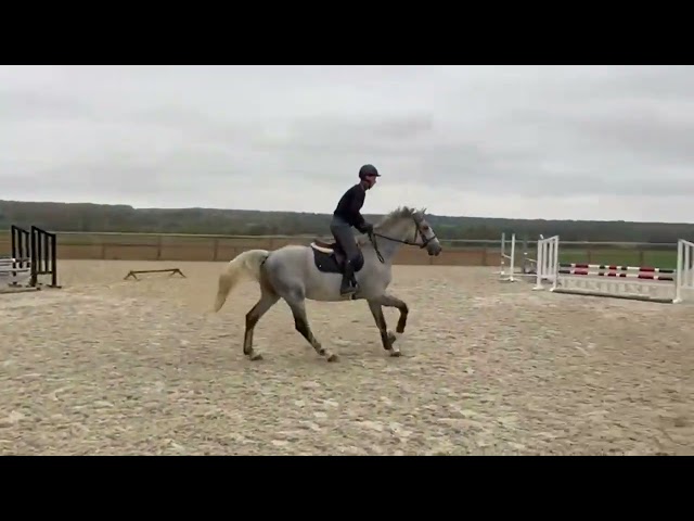 Superbe Hongre gris de 10 ans - SF- CSO/LOISIR