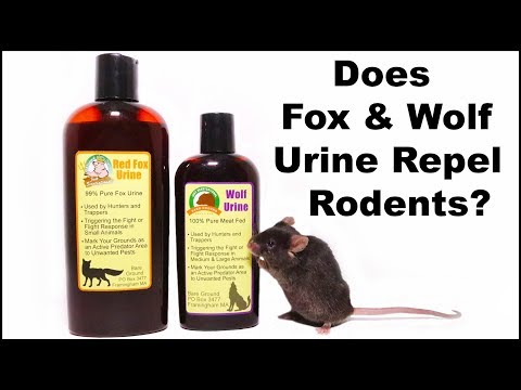 Does Fox & Wolf Urine Repel Rodents? Mousetrap Monday