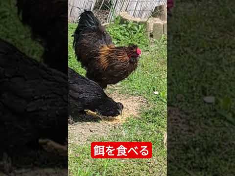 うちの鶏が卵を食べてしまいます。