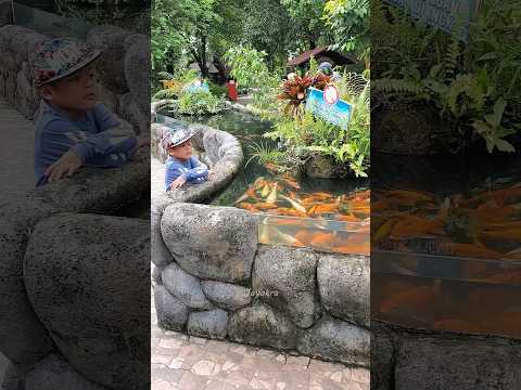 Koleksi Ikan Di Wisata Gembira Loka Zoo Yogyakarta