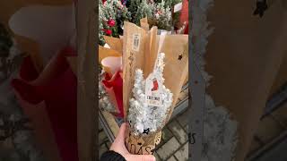 Capture the festive spirit with our Christmas plants 🎄