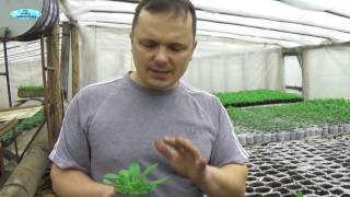 ПРИЩИПЫВАНИЕ КУСТОВОЙ ПЕТУНИИ-КАК ПРАВИЛЬНО ПРИЩИПНУТЬ ПЕТУНИЮ ДЛЯ ПЫШНОСТИ КУСТА!