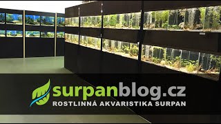 Výstava akvarijních ryb a rostlin AkvaEXPO 2022RK v Rychnově nad Kněžnou | SURPAN.cz