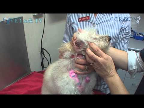 YouTube video about: How to put ear drops in a dog?