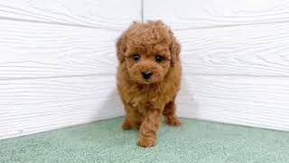 トイプードルの動画01