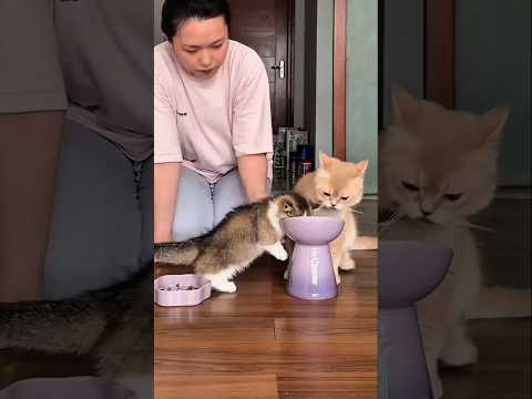 This Tiny Kitten Kept Stealing Food… Until This HAPPENED! 😹🍽️