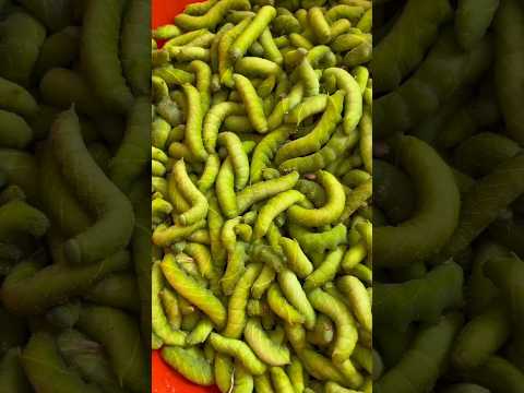 Unbelievable ! These bugs are delicious food