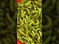 Unbelievable ! These bugs are delicious food