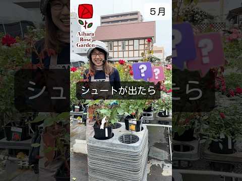 牡丹の開花を促進するにはどうすればよいですか？花を咲かせるにはどんな肥料を、いつ与えればよいのでしょうか？  庭園