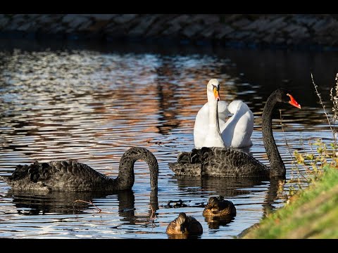 Black Swan Virus Mutation? Video Outlook