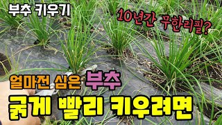 부추키우기 부추 굵게 빨리 키워먹는 방법 부추 첫순자르기와 웃거름주는법 부추모종 한번심어 10년간 무한리필 …