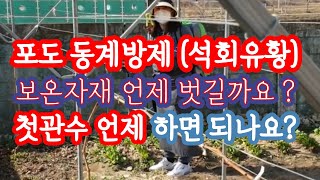 포도 동계방제(#황소독), 보온자재 제거, 월동후 첫관수 언제 할까? 